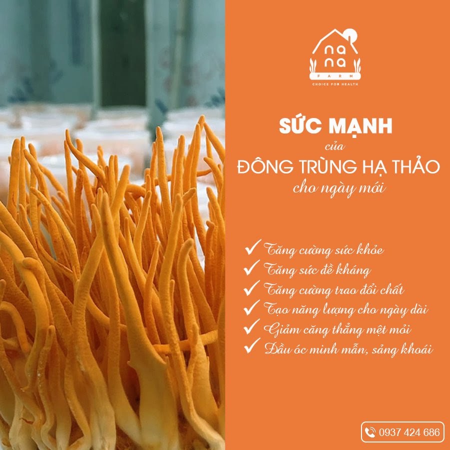 ĐÔNG TRÙNG HẠ THẢO SẤY KHÔ THĂNG HOA