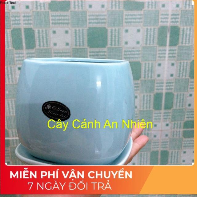 Chậu Trồng Cây