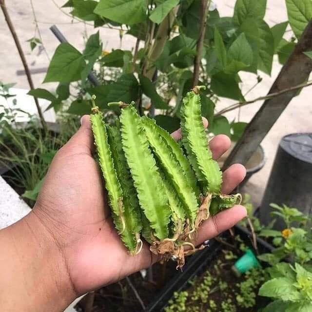 RD Giống đậu rồng thái Rado 754