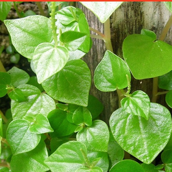 Hạt giống Rau Càng Cua - Nông Sản Vàng