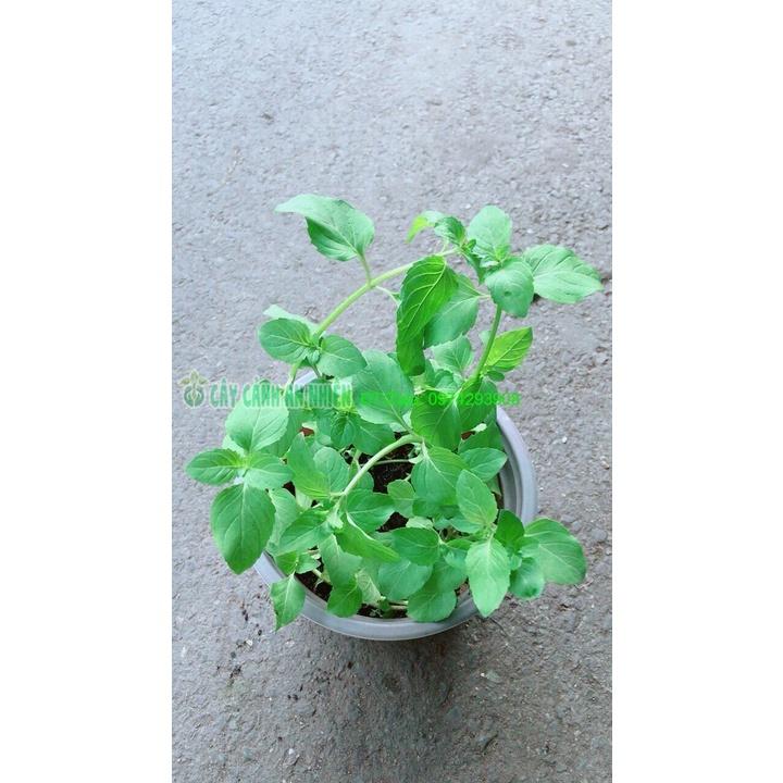 Chậu Bạc Hà Âu-Euromint