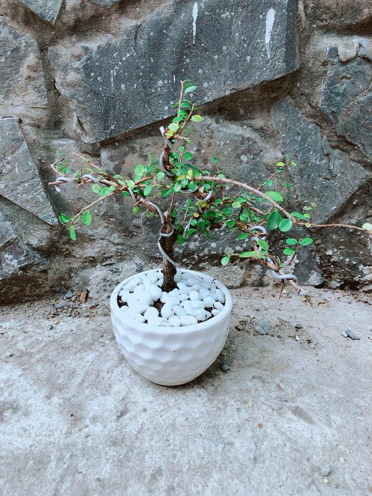 Chậu Cây Linh Sam Núi