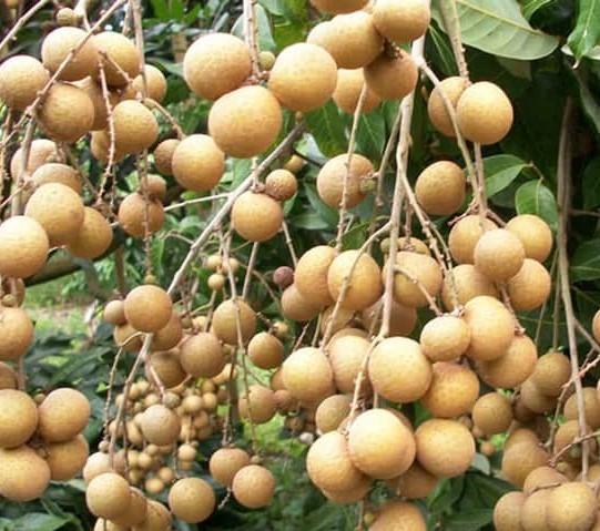 Cây giống Nhãn Xuồng Cơm Vàng giống nhãn ghép ngon nổi tiếng