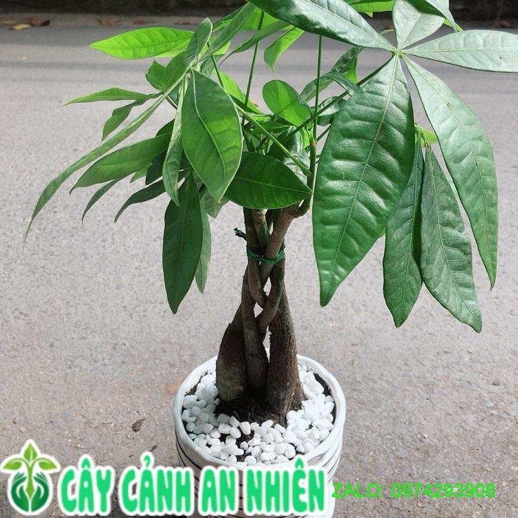 Chậu Cây Kim Ngân Thắt Bính