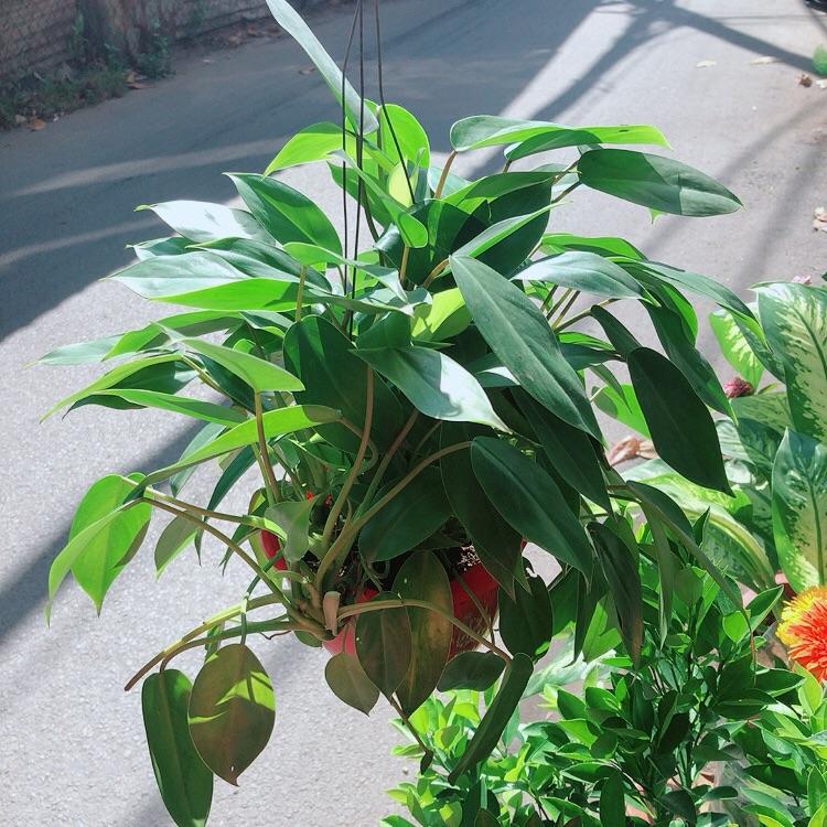 Trầu Bà Tỷ Phú