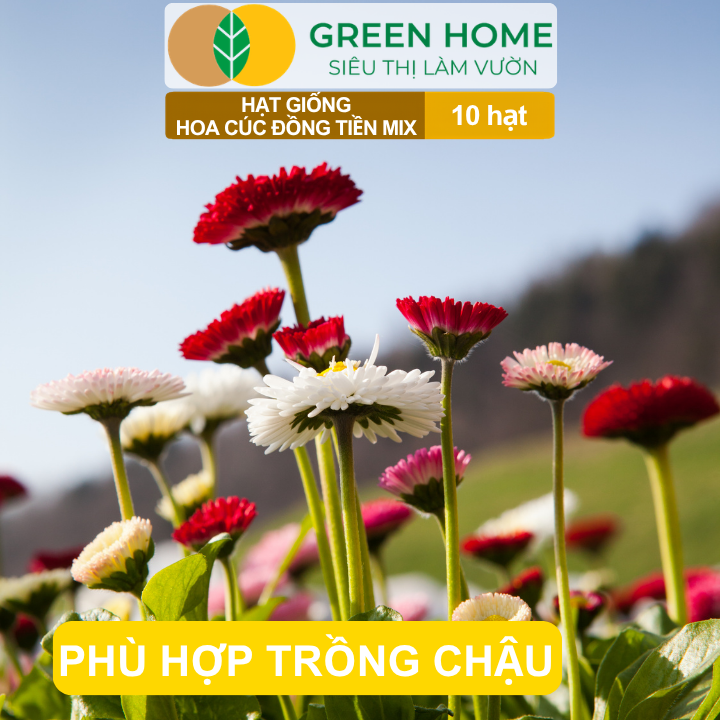 Hạt Giống Hoa Cúc Đồng Tiền Mix GreenHome, Gói 10 hạt, Hoa Nở Rực Rỡ, Dễ Trồng Quanh Năm H17