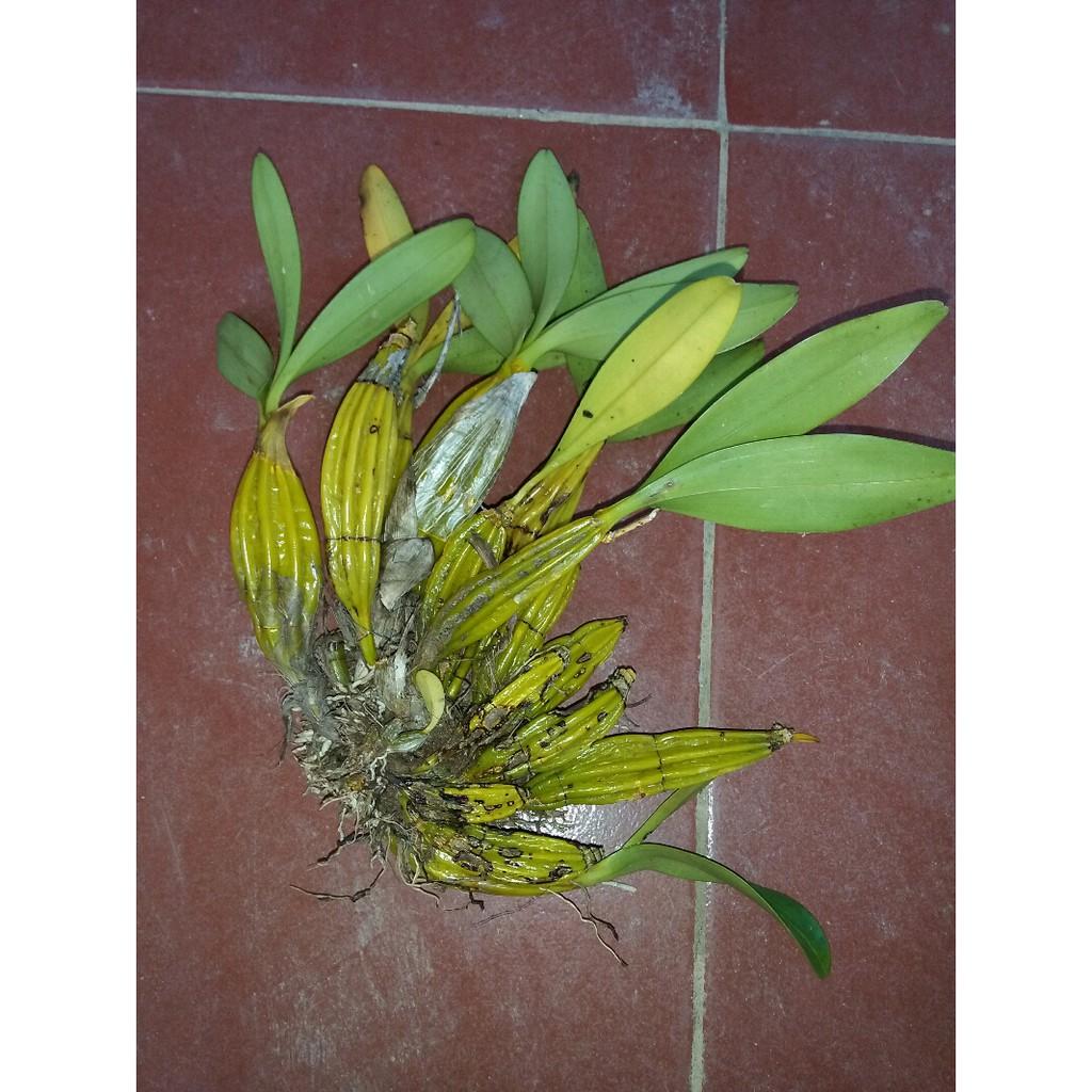Hoa phong lan hoàng lạp