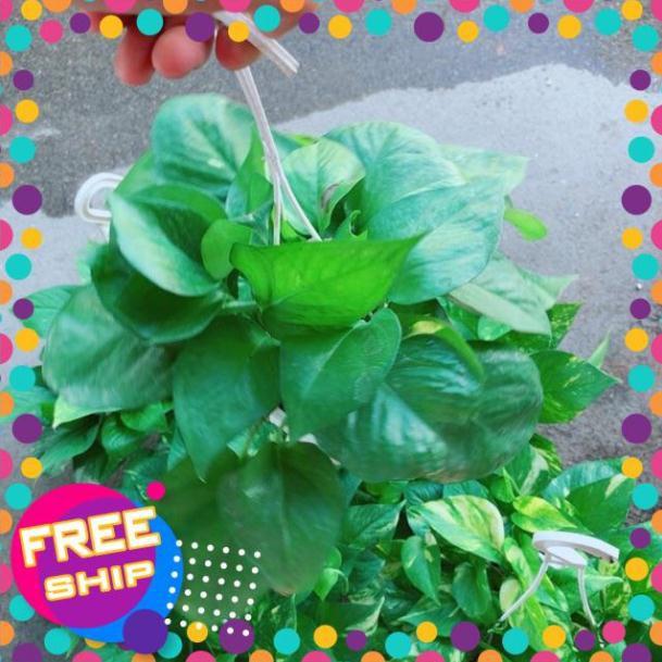 Chậu Trầu Bà Thái