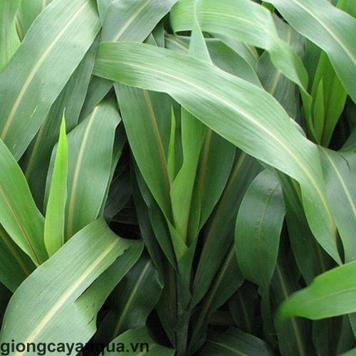 200G HẠT GIỐNG CỎ CAO LƯƠNG SUDAN SUPER BMR ,HẠT GIỐNG CHẤT LƯỢNG CAO, CỎ CHĂN NUÔI
