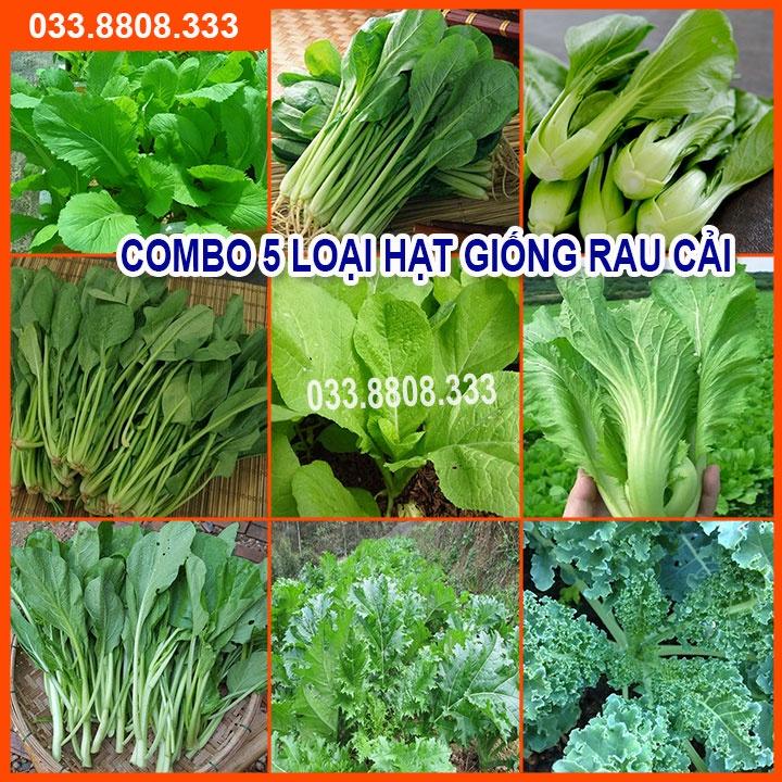 Bộ 5 Loại Hạt Giống Rau Cải Bất Kỳ - Rau Trồng Chậu Nhanh Thu Hoạch