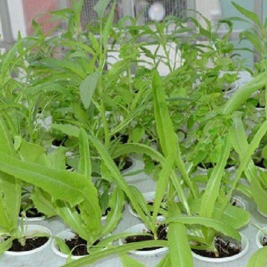 Combo 2 gói Hạt Giống Rau Diếp Thơm Đặc Biệt-gói  5Gram-tặng kèm gói phân bón lót