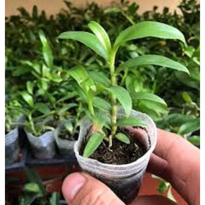 Cốc phi điệp 5 cánh trắng PHÚ QUÝ - hàng CẤY MÔ - hoa TÙY DUYÊN - hoa siêu đẹp