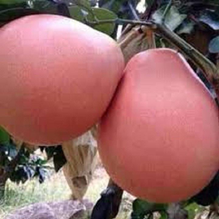 Giống Bưởi Đỏ Phúc Kiến