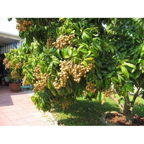 Cây giống NHÃN LỒNG SỚM HƯNG YÊN- Cây giống chuẩn F1