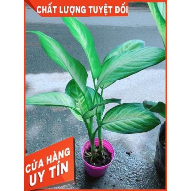 Cây Vạn Niên Thanh