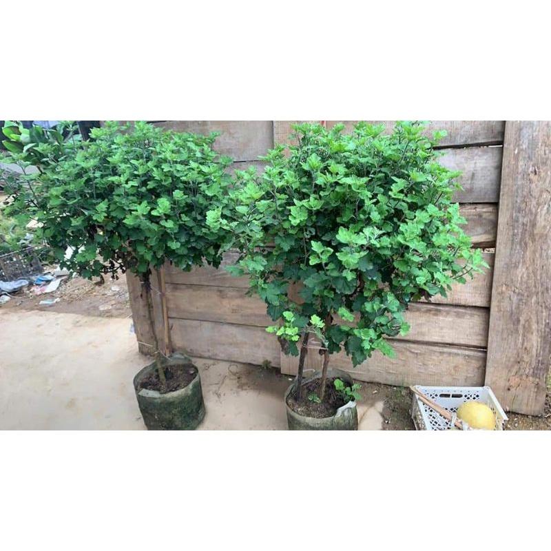 Hoa Cúc cổ sơn la - cây to đại