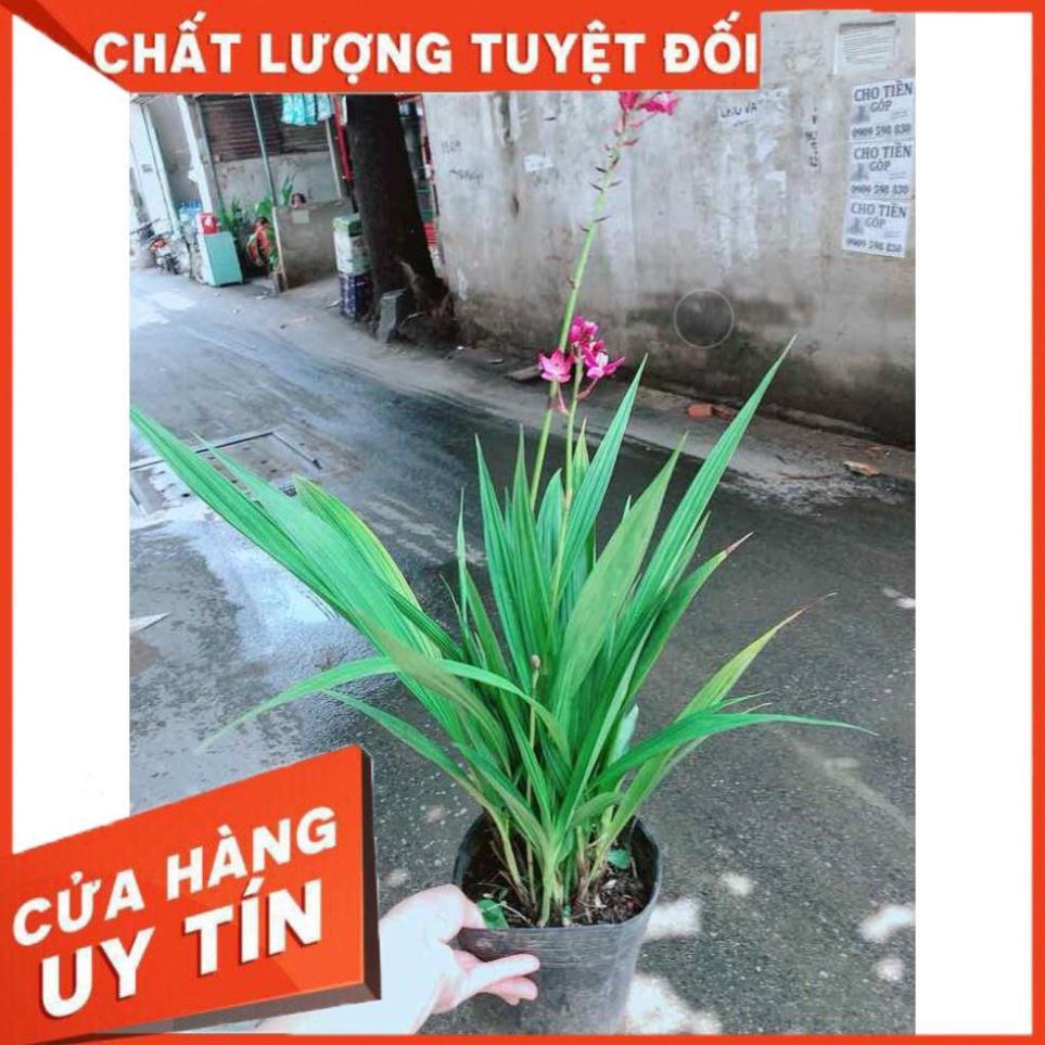 Chậu Lan Đất Nhiều Người Mua
