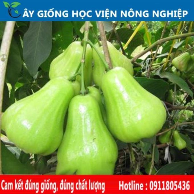 Sản phẩm Cây Ăn Trái cây roi xanh