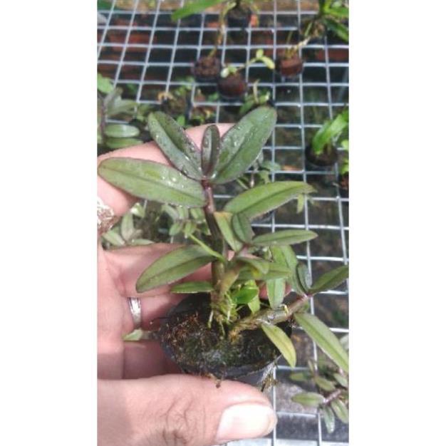 Sản Phẩm Hoa Lan Giả Hạc Châu Như Bệt F2