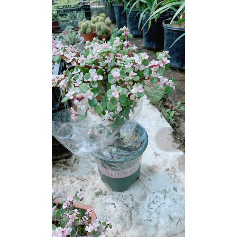 Cành Vàng Lá Ngọc Cổ Thụ