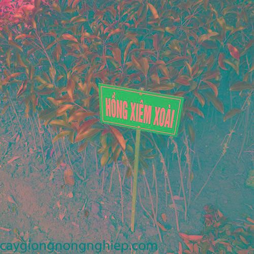 Combo 2 Hồng xiêm xoài