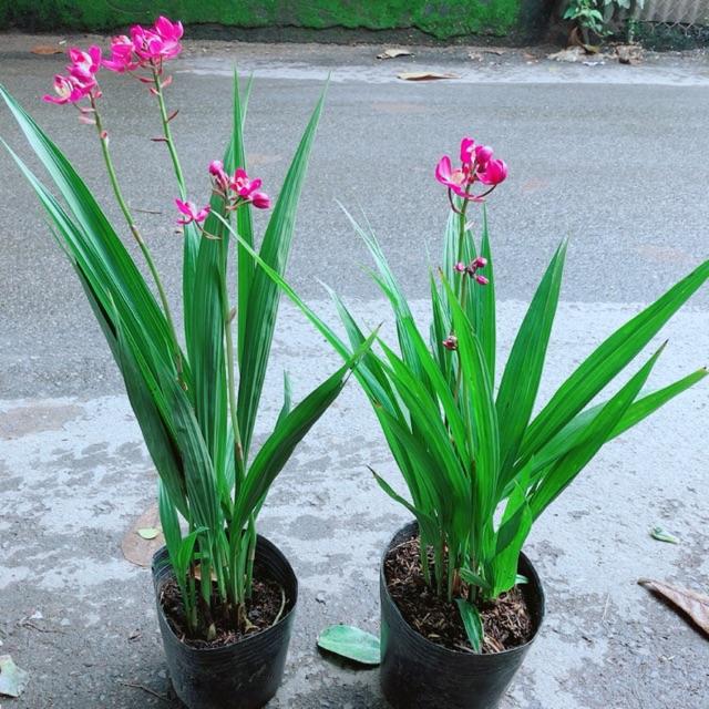 Combo 2 Cây Lan Đất