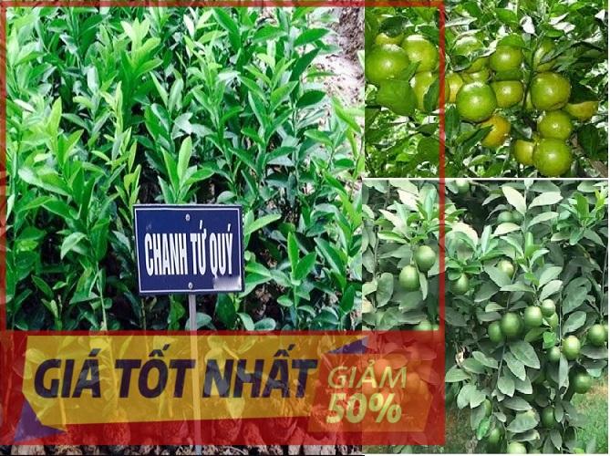 Cây CHANH TỨ QUÝ UY TÍN CHẤT LƯỢNG