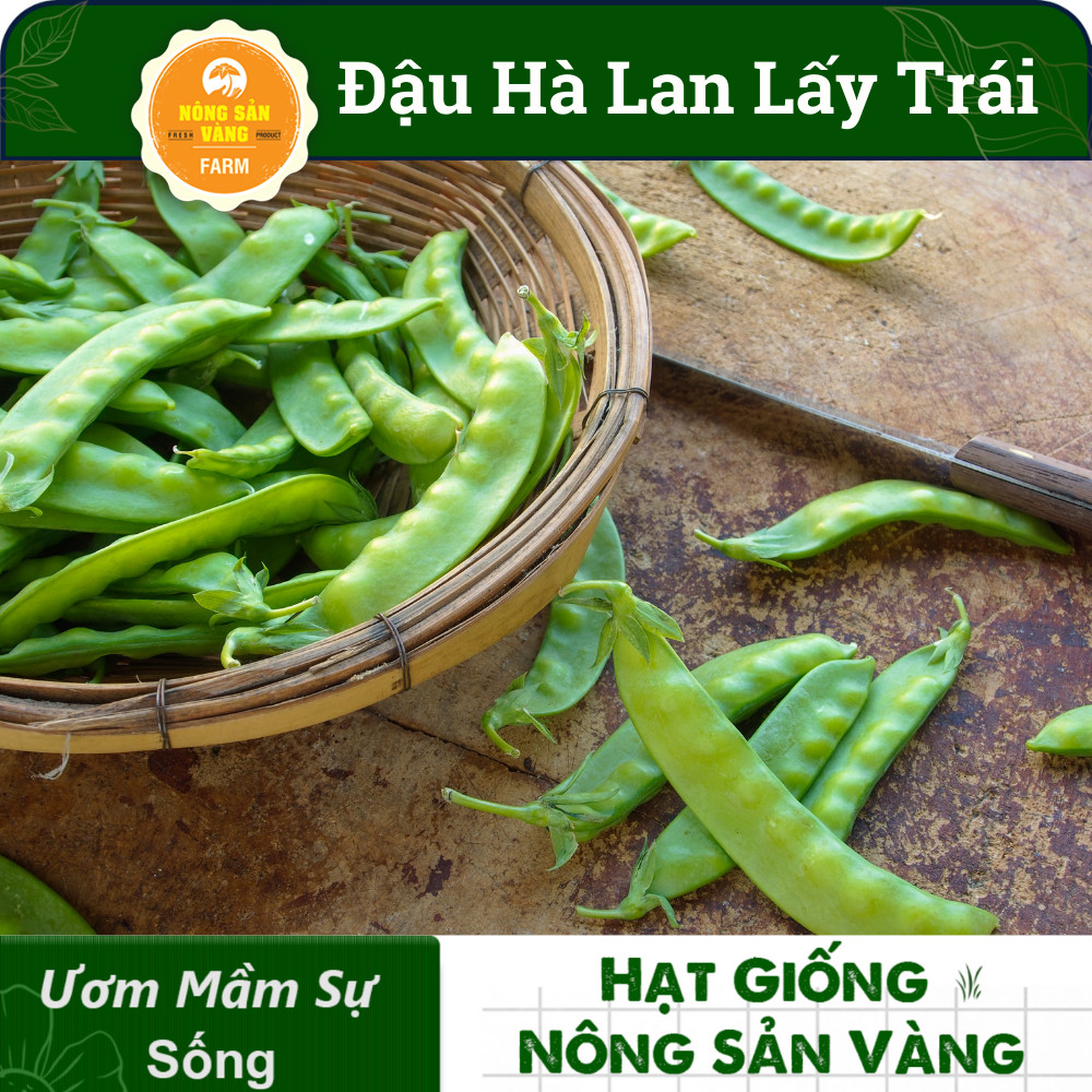 Hạt giống Đậu Hà Lan Xanh ( Gói 10 Gram ) - Nông Sản Vàng