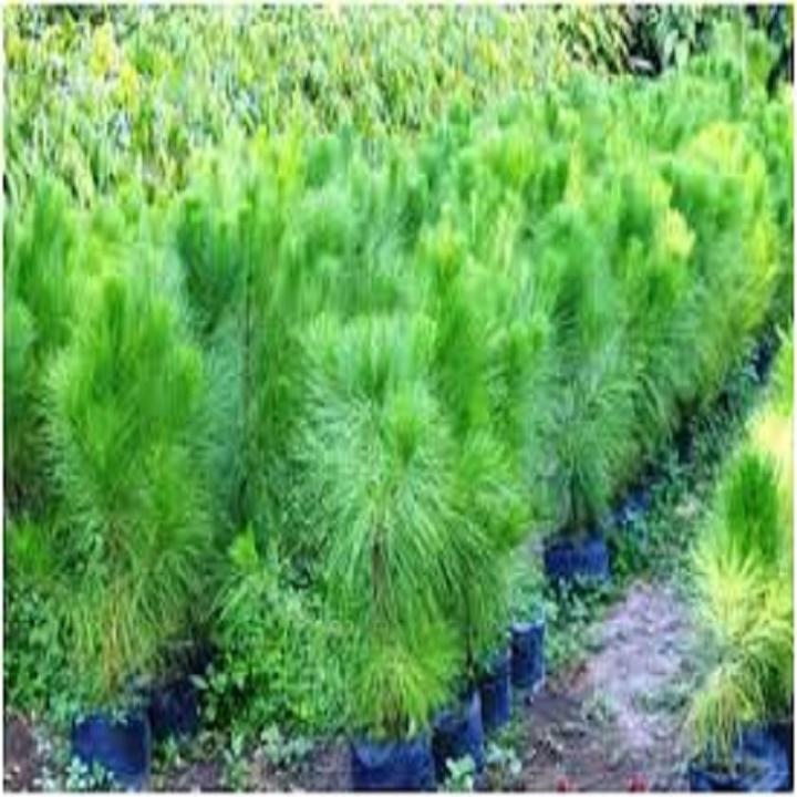 Cây giống cây thông cảnh
