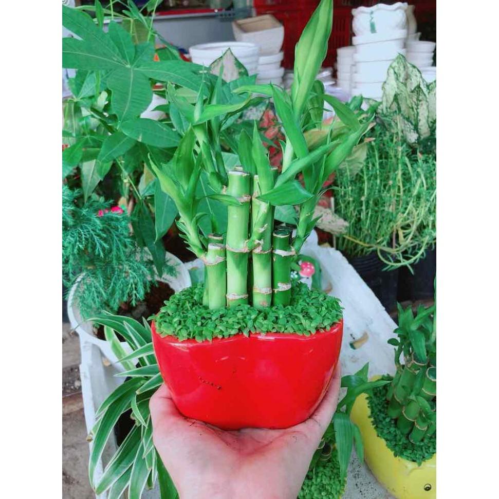 Chậu trúc phát tài trái tim đỏ Bán Chạy