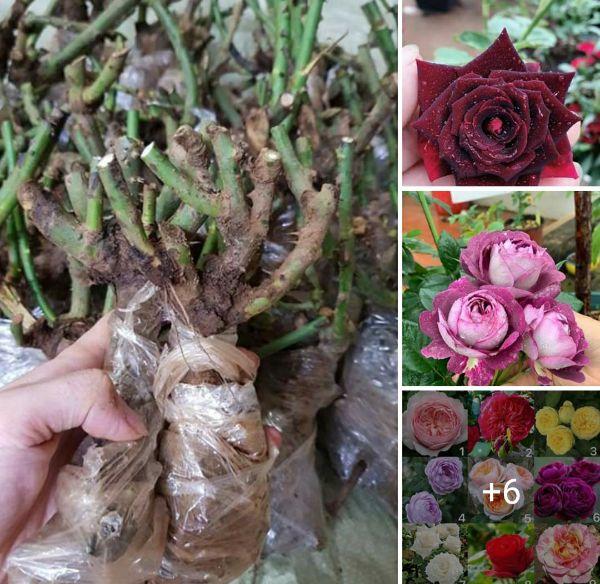 Gốc Hoa Hồng Già