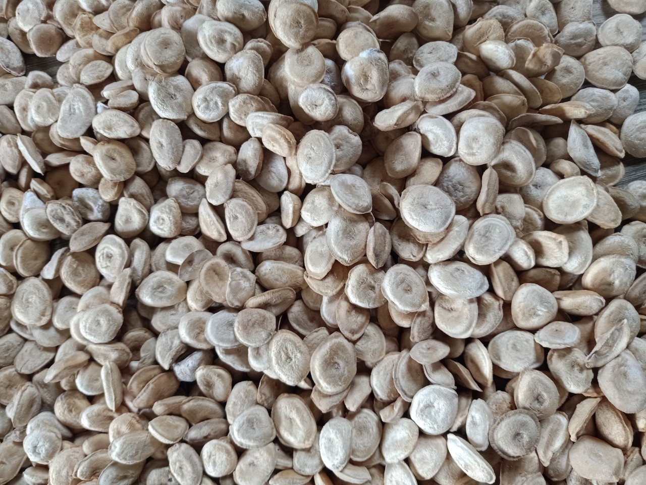 Giá đầu nguồn hạt mã tiền rừng Tây Nguyên khô 1kg cao cấp nguonduoclieu mát xa , xoa bóp nhức mỏi ngân cốt, đau lưng rất tốt