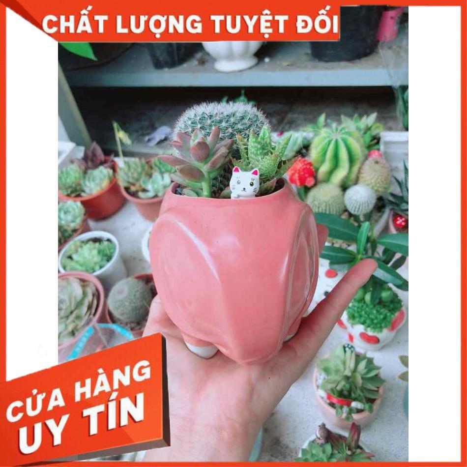 Chậu xương rồng Nhiều Người Mua