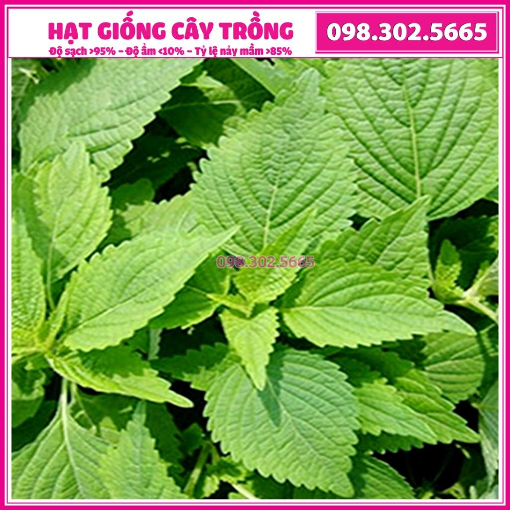 Hạt giống rau kinh giới cao sản - gói 2g - hạt giống chất lượng tốt, năng suất cao