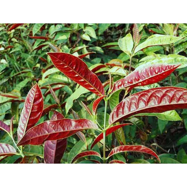 Lá Đơn Đỏ Khô 01Kg Nguyên Chất