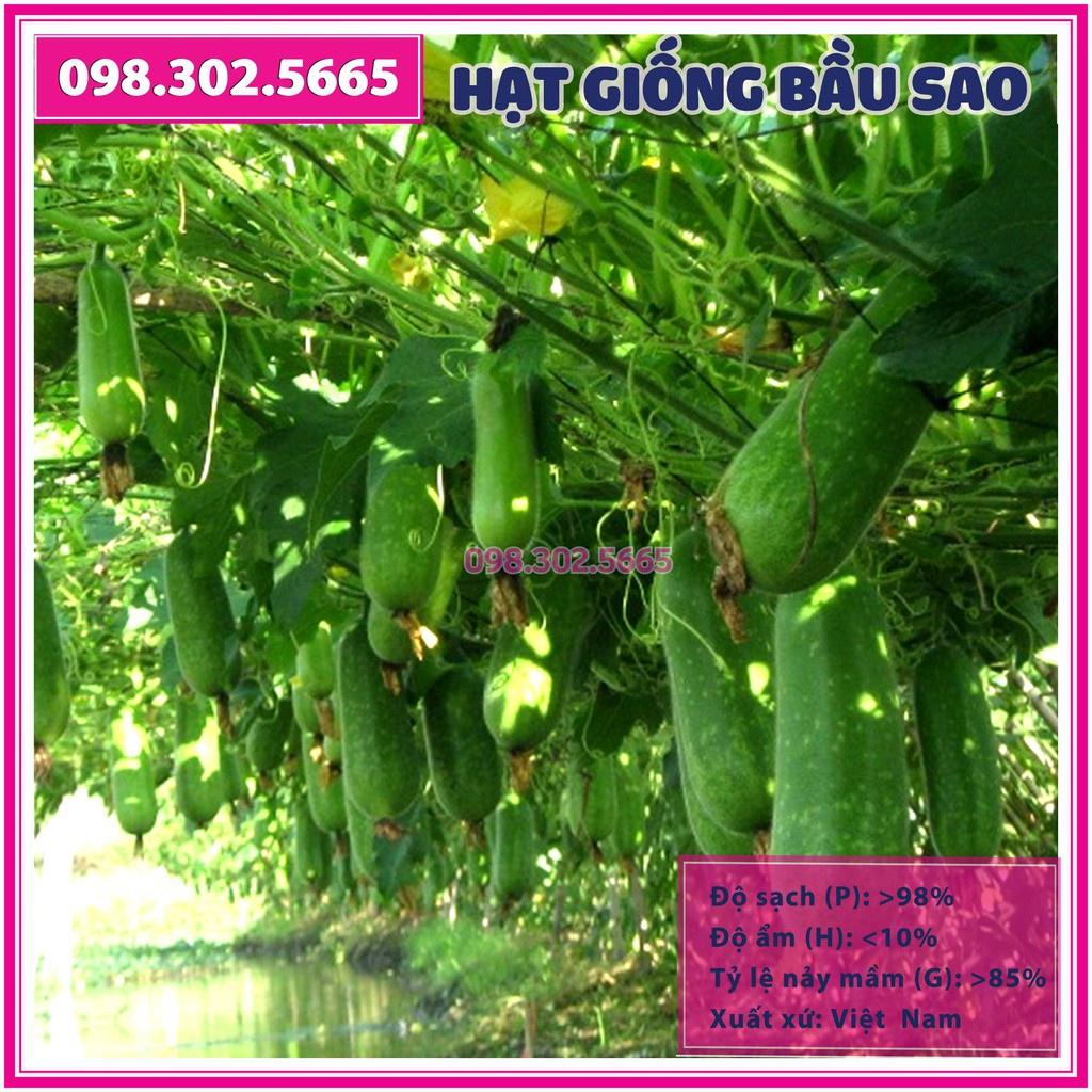 Set 10 Hạt giống bầu sao F1
