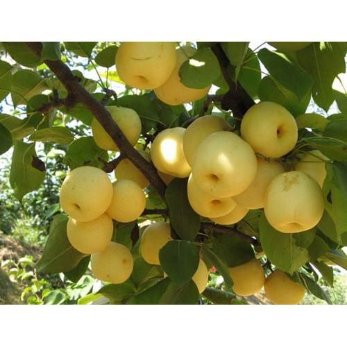 CÂY GIỐNG Cây Lê VÀNG ĐÀI LOAN SIÊU QUẢ SIÊU KINH TẾ-CAM KẾT GIỐNG CHUẨN F1 + Tặng 01 cây dâu da đất