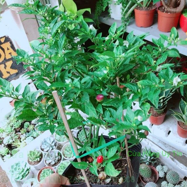 Chậu cây ớt kiểng