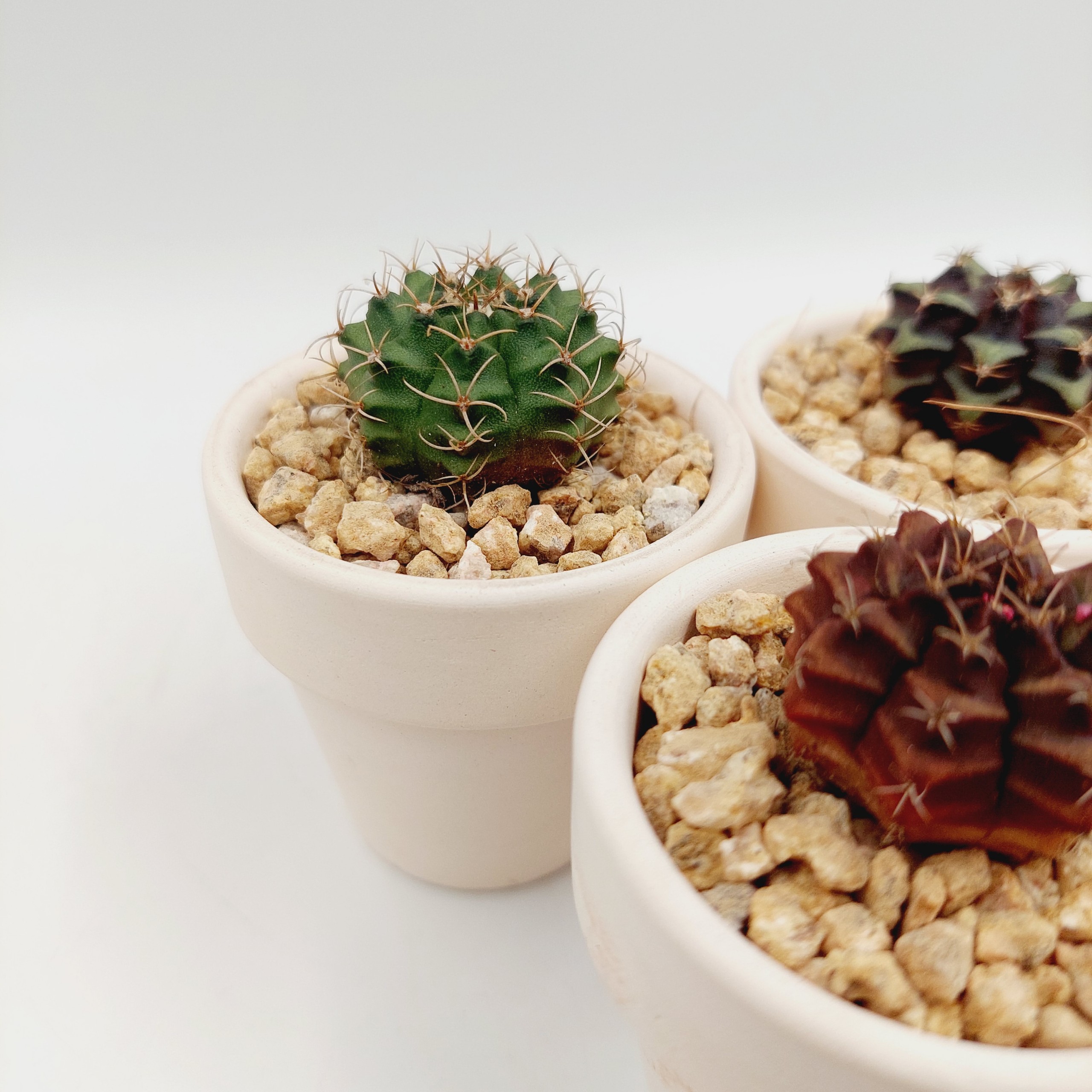 Xương rồng GYMNO size 2-3cm, vân xanh, vân tím - TERRACOTTA GARDEN, SUCCULENTS AND CACTUS GARDEN