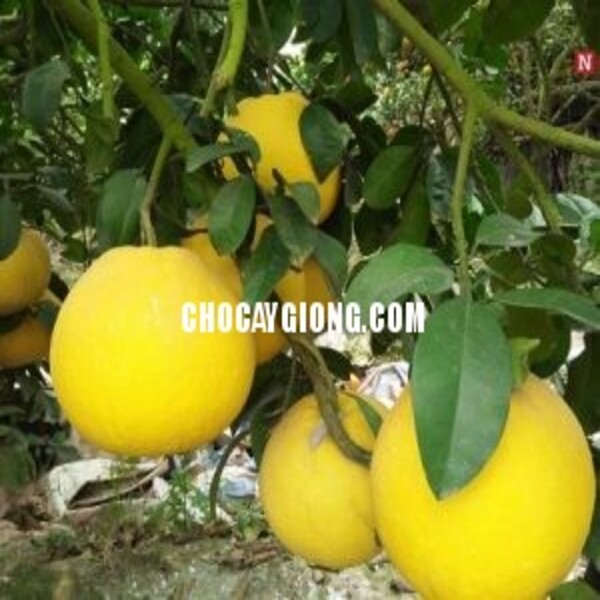 Cây bưởi hương thái lan