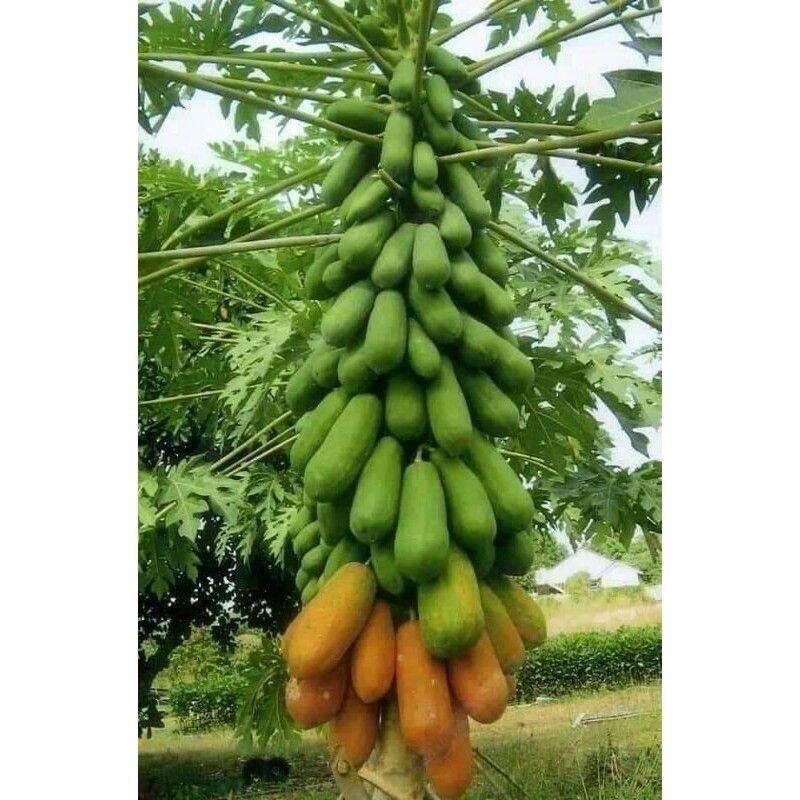 Cây giống đu đủ hà la siêu sớm