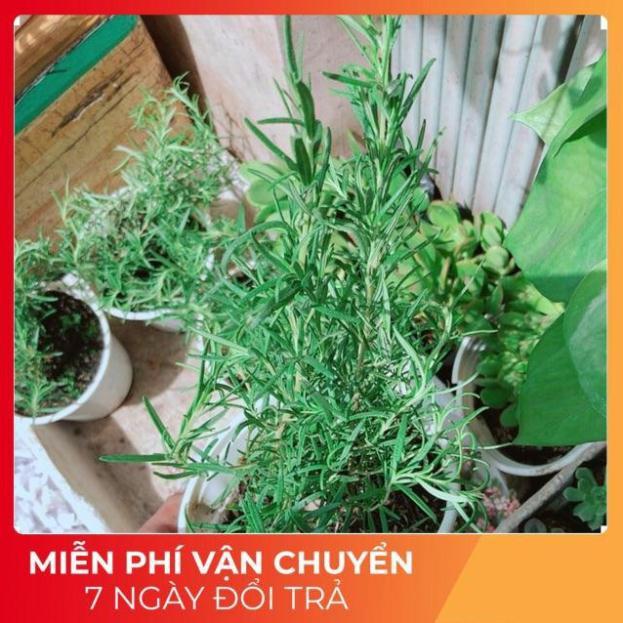 Chậu Hương Thảo