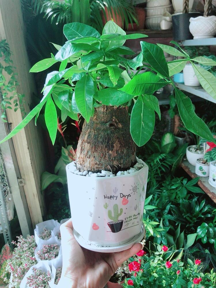 Chậu Cây Kim Ngân