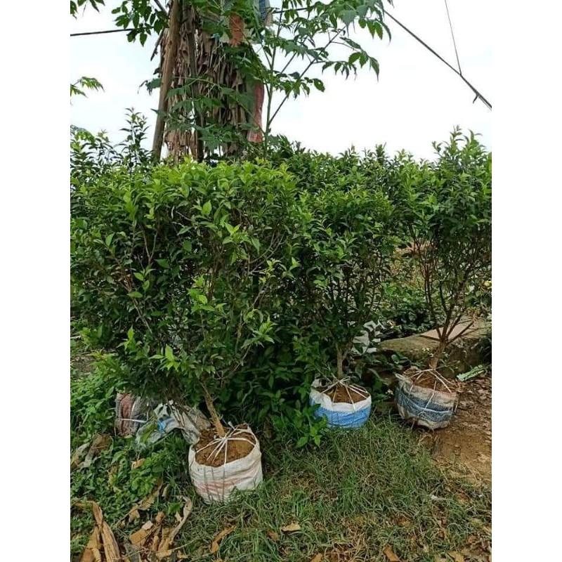 Cây to đẹp dễ trồng