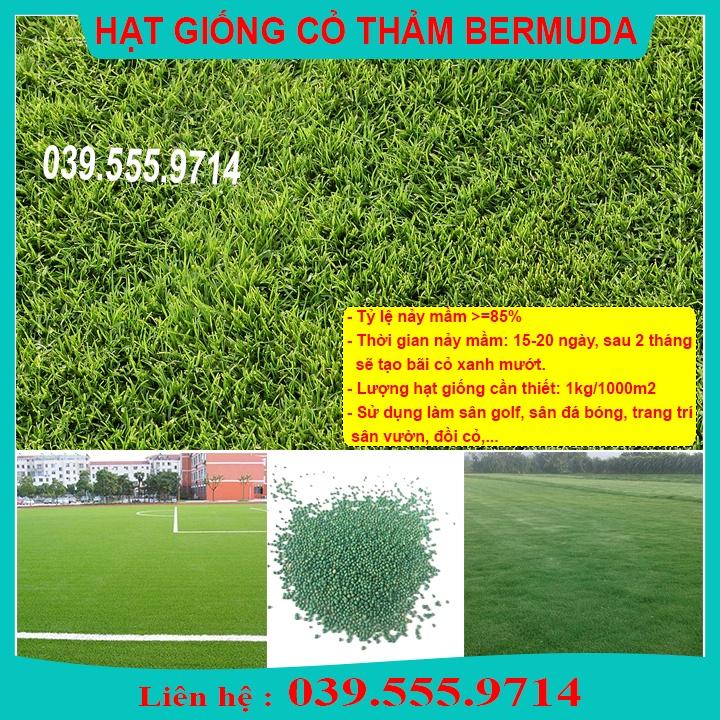HẠT GIỐNG CỎ THẢM BERMUDA XANH 1kg CỎ THẢM SÂN VƯỜN