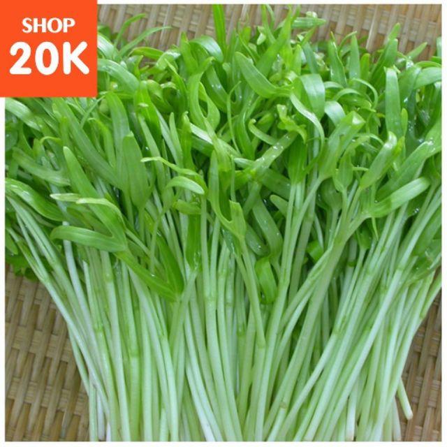 Hạt giống mầm rau muống
