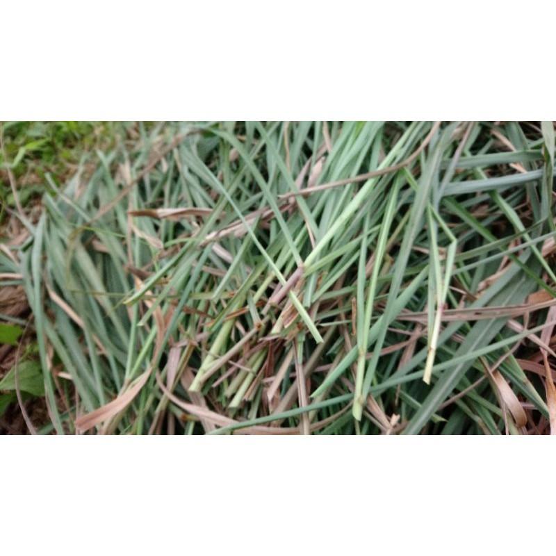 1kg tép giống sả Java thơm giúp đuổi muỗi, nấu nước tắm, tinh dầu