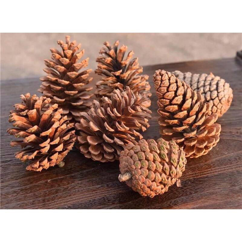 Quả thông khô trang trí noel, quả trang trí cây thông