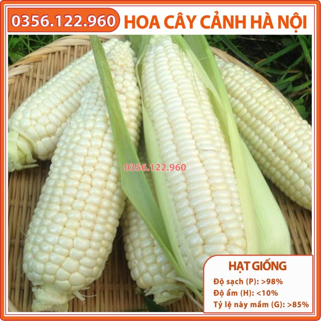Hạt giống ngô nếp, bắp nếp F1 cao sản - gói 500g - ngô dẻo, thơm, bắp to, đều hạt
