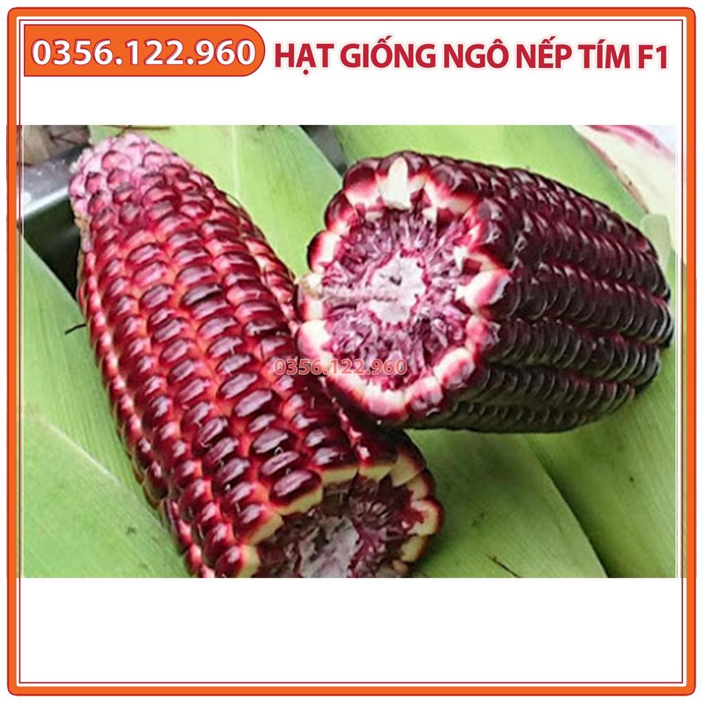 Hạt giống ngô nếp tím F1 - 100g - bắp nếp tím năng suất cao